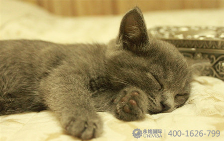 塞浦路斯，關(guān)于野貓的傳說(shuō)